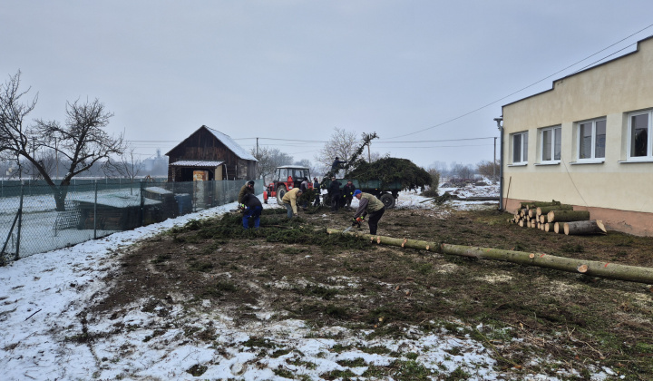 Výrub stromov