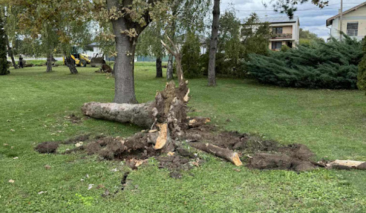Brigáda - výsadba stromov pri obecnom úrade