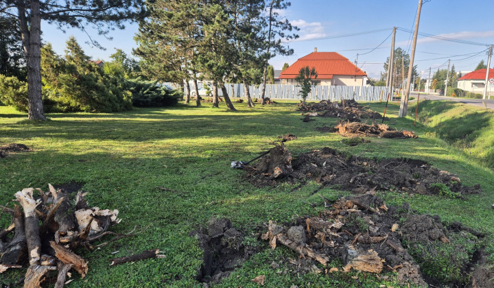 Brigáda - výsadba stromov pri obecnom úrade