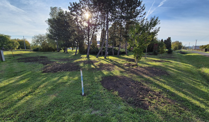 Brigáda - výsadba stromov pri obecnom úrade