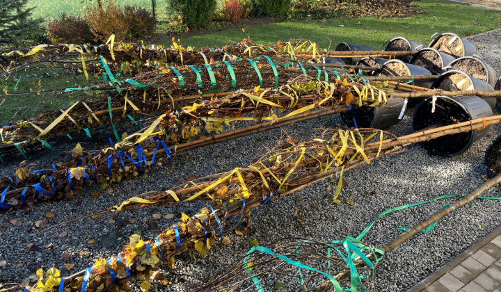 Brigáda - výsadba stromov pri obecnom úrade