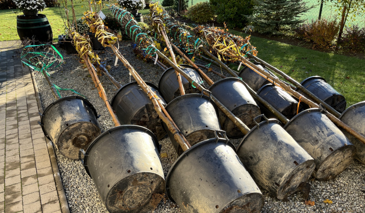 Brigáda - výsadba stromov pri obecnom úrade