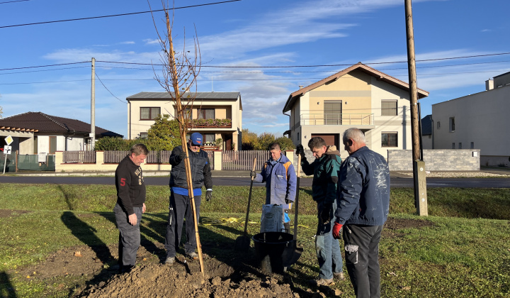 Brigáda - výsadba stromov pri obecnom úrade