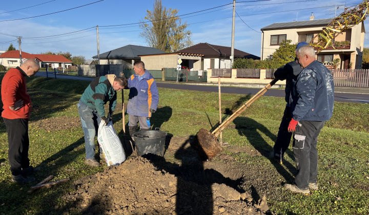 Brigáda - výsadba stromov pri obecnom úrade