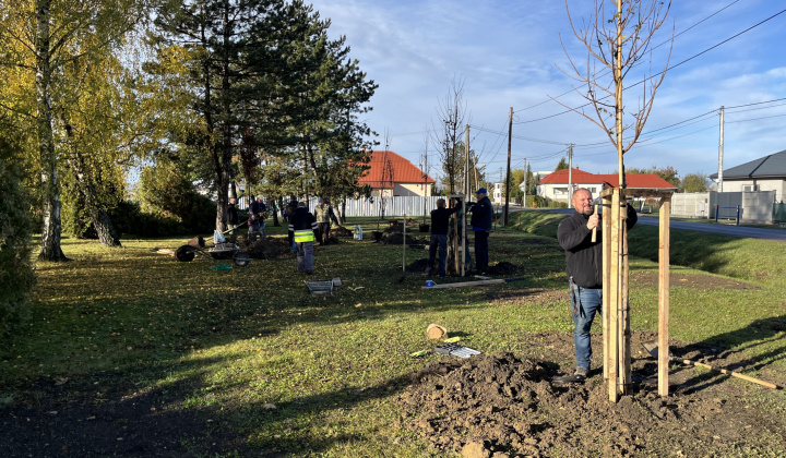Brigáda - výsadba stromov pri obecnom úrade
