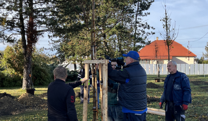 Brigáda - výsadba stromov pri obecnom úrade