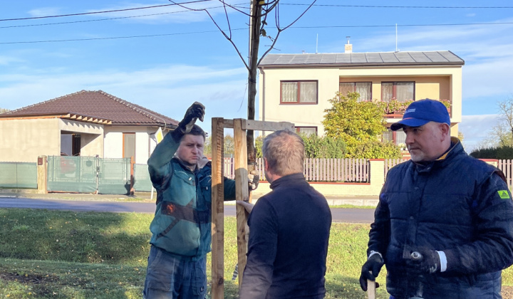 Brigáda - výsadba stromov pri obecnom úrade