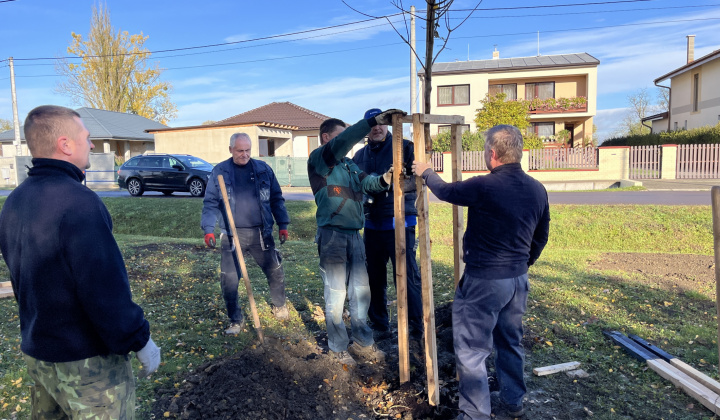 Brigáda - výsadba stromov pri obecnom úrade