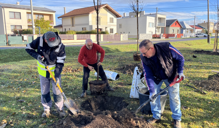Brigáda - výsadba stromov pri obecnom úrade