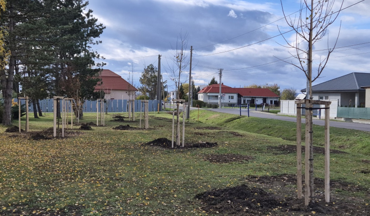 Brigáda - výsadba stromov pri obecnom úrade