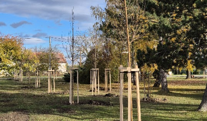 Brigáda - výsadba stromov pri obecnom úrade