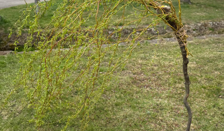 Veľkonočná výzdoba