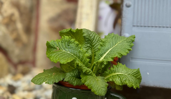 Veľkonočná výzdoba