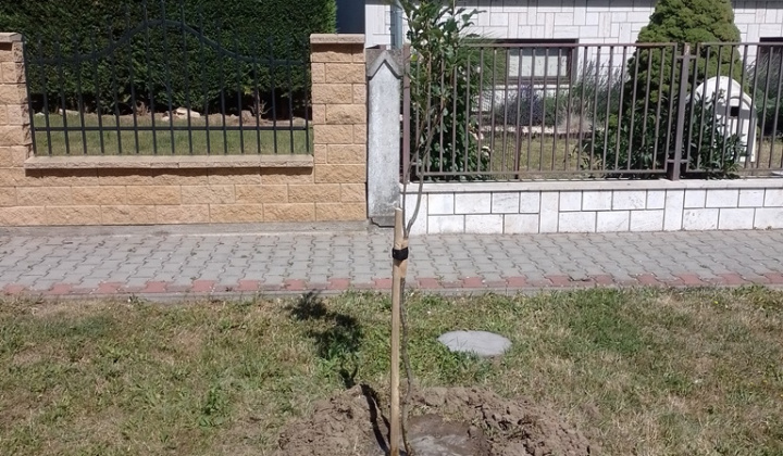 Rekultivácia zelene v našej obci